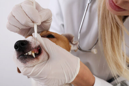 dog dentist in Somersville