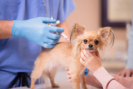  vet for dog vaccination in Mansfield Depot