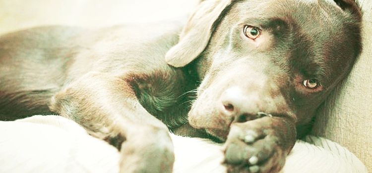 Dog Euthanasia Drugs in Redding