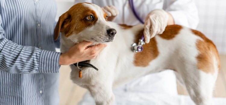Simsbury Center pet emergency infirmary