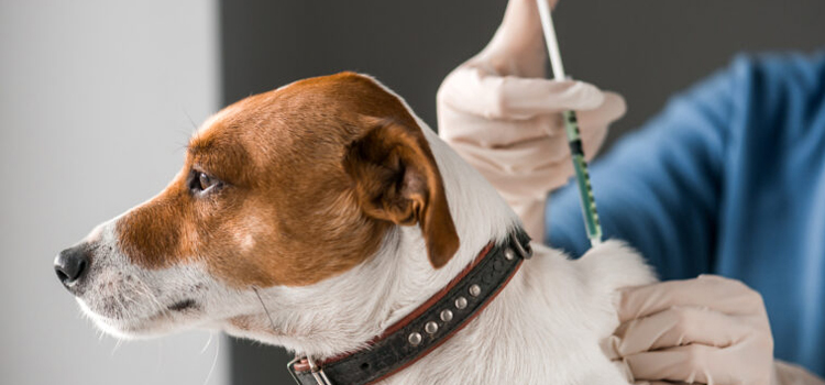 dog vaccination dispensary in Wethersfield